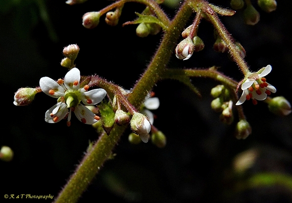 {Micranthes micranthidifolia}